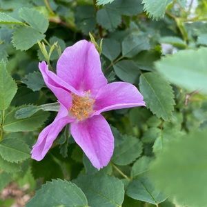 Meet your Posher, Jasmine